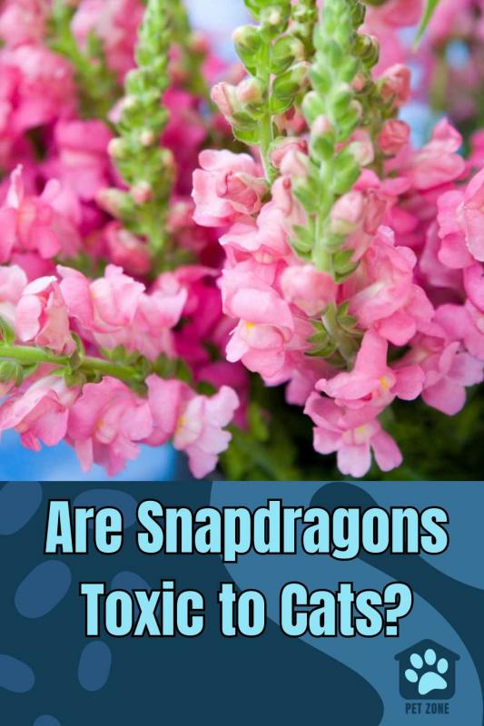 Are Snapdragons Toxic to Cats? How to Protect Your Cat from Harmful Plants