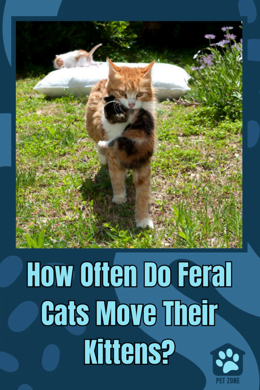 How Often Do Feral Cats Move Their Kittens?
