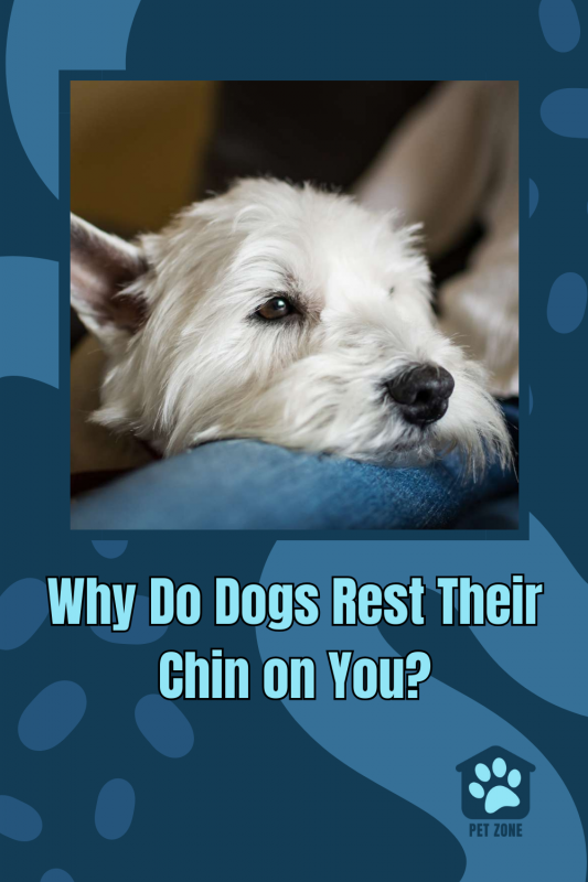 Why Do Dogs Rest Their Chin on You?