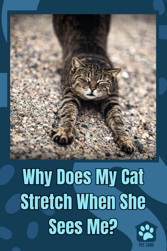 Why Does My Cat Stretch When She Sees Me?