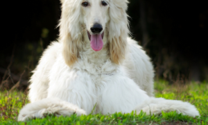 Top 10 Independent Dog Breeds for the Ultimate Low-Maintenance Companion