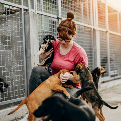 How to Support Your Local Animal Shelter