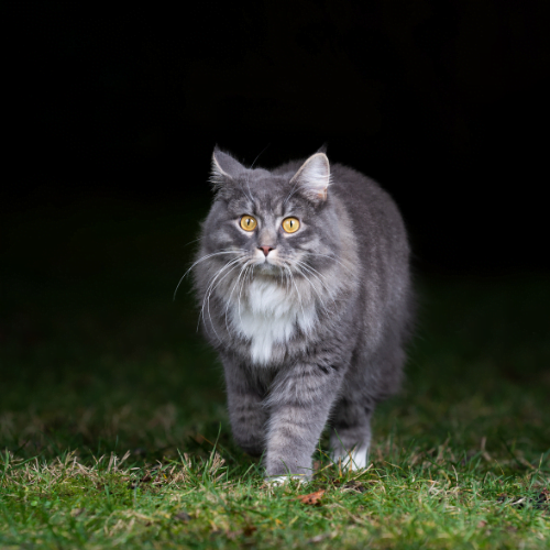 Are Cats Nocturnal? Unraveling the Mystery of Your Cat’s Nighttime Habits