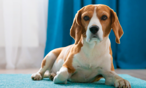 Are Beagles Good Apartment Dogs? Find Out How to Make It Work
