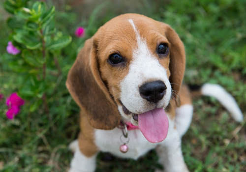 happy beagle panting