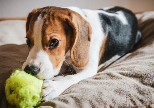 beagle sitting on bed with ball