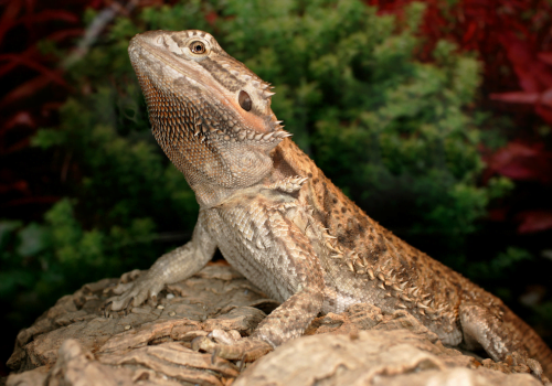 10 Interesting Facts about Bearded Dragons