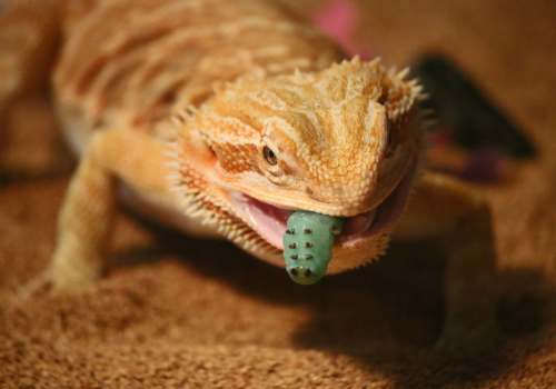 bearded dragon eating a worm