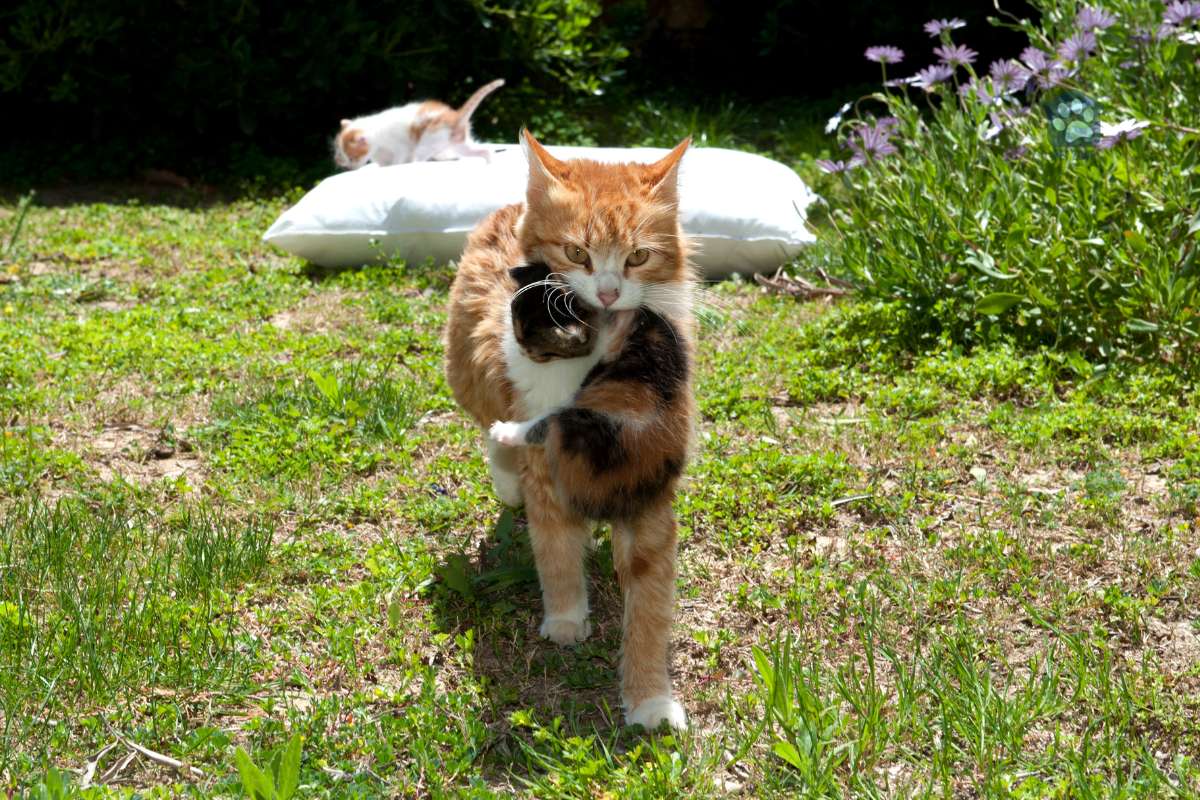 cat carrying her kitten
