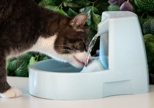 Are Cat Water Fountains Worth It? Important Considerations
