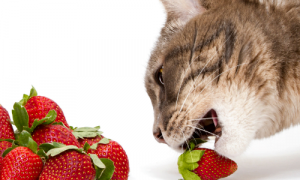 Can Cats Eat This? Here’s What You Should Know