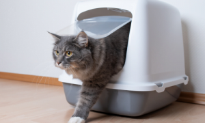 How to Keep Cats from Tracking Litter: Say Goodbye to Messy Floors Forever