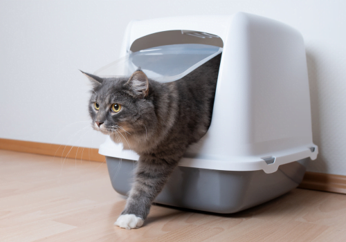 How to Keep Cats from Tracking Litter: Say Goodbye to Messy Floors Forever