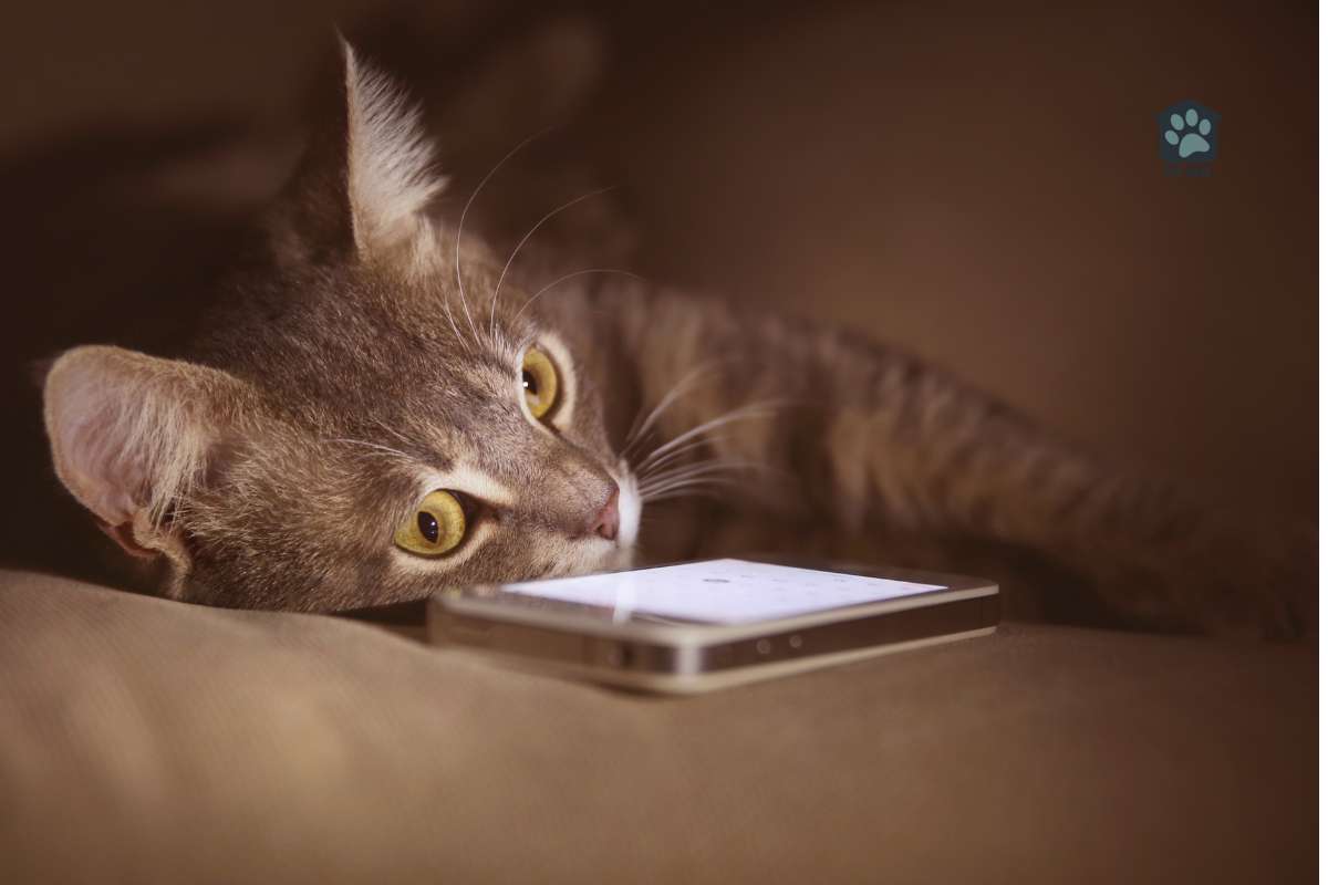 cat on couch nuzzling phone
