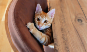 How to Keep Cats from Scratching Leather Furniture
