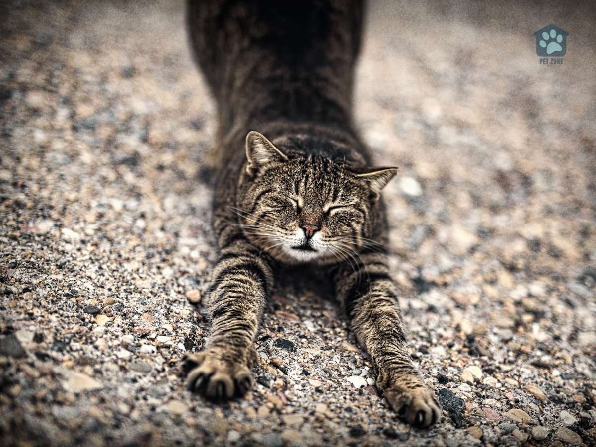cat stretching with claws extended and eyes closed