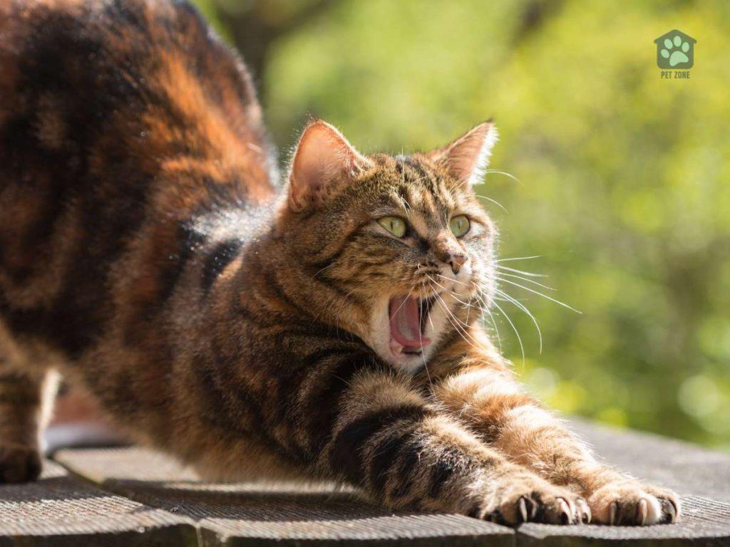 cat yawning and stretching