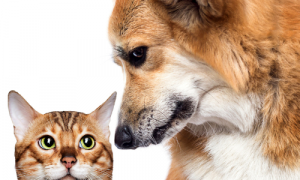 Five Reasons Dogs Are Better Than Cats (Humorous)