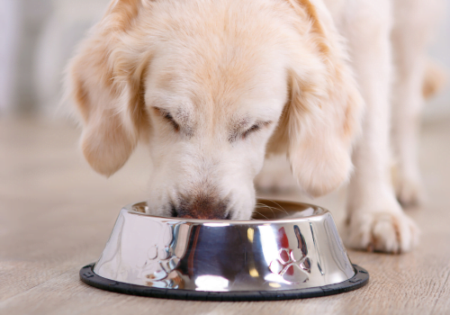 The Surprising Truth Behind Why Dogs Don’t Chew Their Food