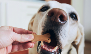 Picky Pup Problem: Why is My Dog Not Eating His Food but Will Eat Treats?