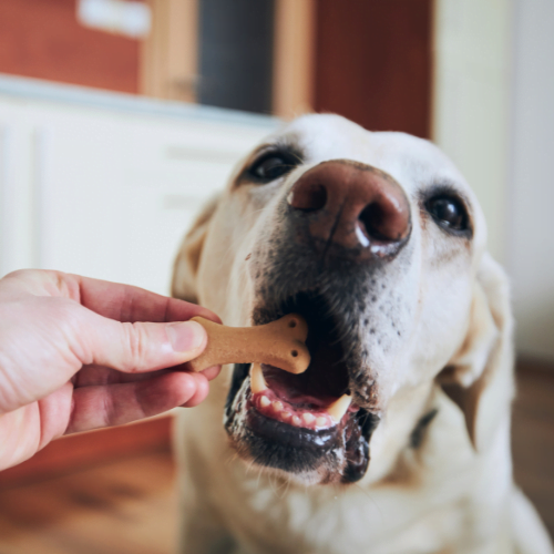 Picky Pup Problem: Why is My Dog Not Eating His Food but Will Eat Treats?