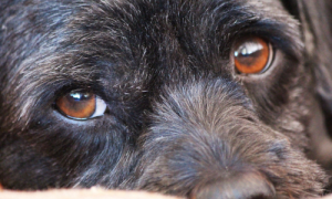 Are Human Eye Drops Safe for Dogs? The Answer May Surprise You