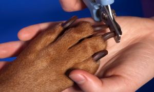 10 Reasons Why Your Dog’s Nails May Turn Black