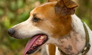 Which Property of Water Allows Dogs to Cool Themselves by Panting?