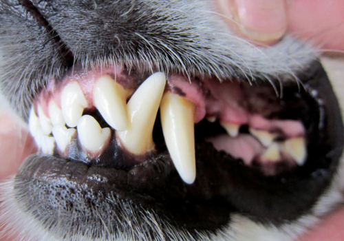 close up of dogs mouth showing teeth