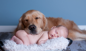 Why Do Dogs Protect Babies? The Remarkable Bond Between Man’s Best Friend and Our Little Ones