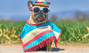 The Frenchie Connection: 10 Surprising Facts About French Bulldogs