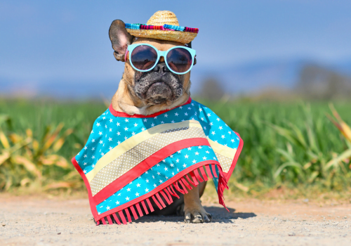 The Frenchie Connection: 10 Surprising Facts About French Bulldogs
