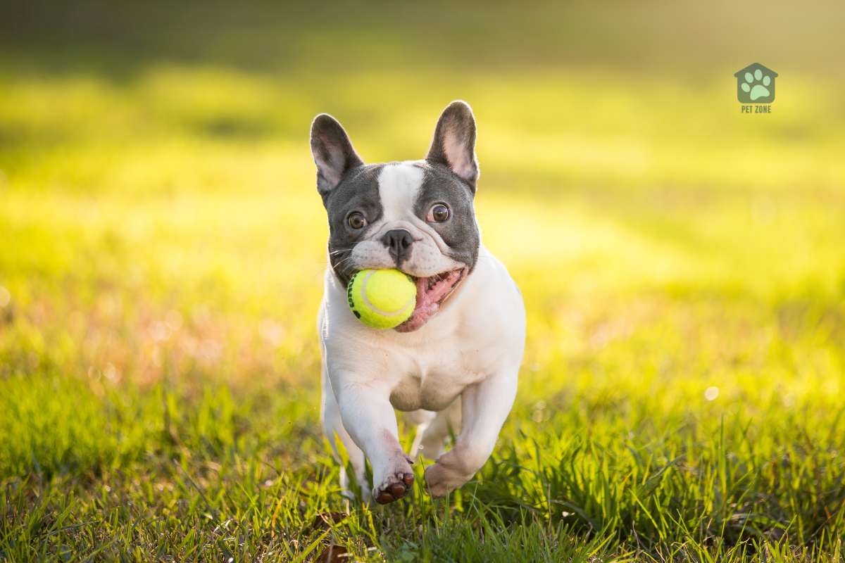 french bulldog fetching tennis ball