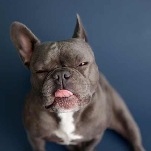 Decoding the Quirky World of French Bulldog Noises
