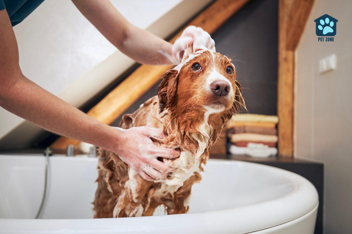 giving dog a bath