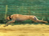 greyhound dog running