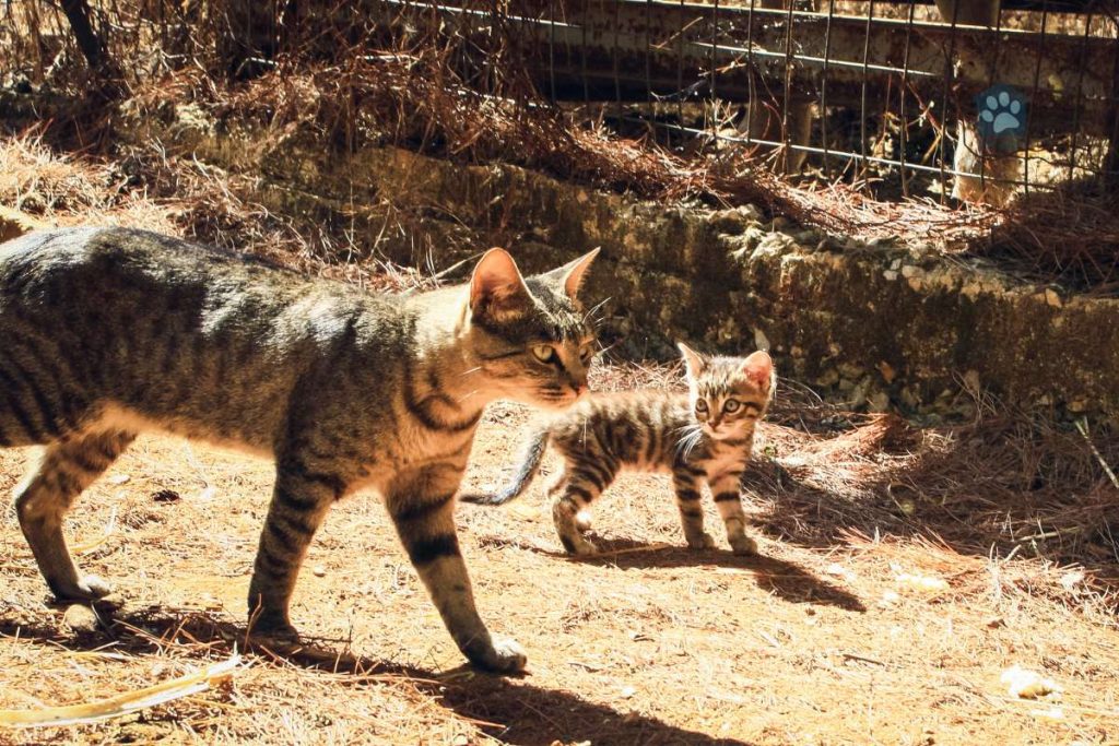 mother cat walking with kitten