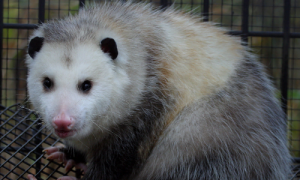 Opossums as Pets: Examining These Unique Animals