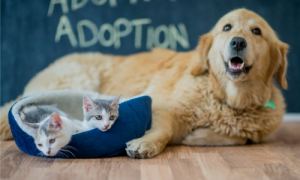 10 Tips for Adopting a Pet