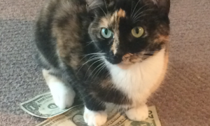 Pet Finance 101: Help with Pet Bills and More