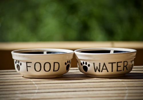 Can Cats and Dogs Share Water: What You Need to Know