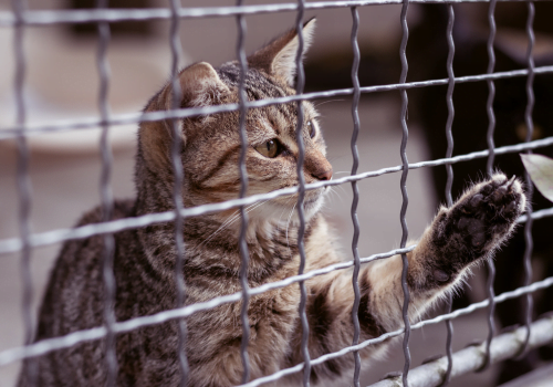 cat at shelter reaching paw through cage
