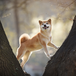 Shiba Inu dog standing in a tree.