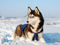 siberian husky walking through snow
