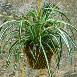 Spider plant in a pot.