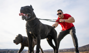 Are Dogs Stronger Than Humans? Discover the Amazing Facts!