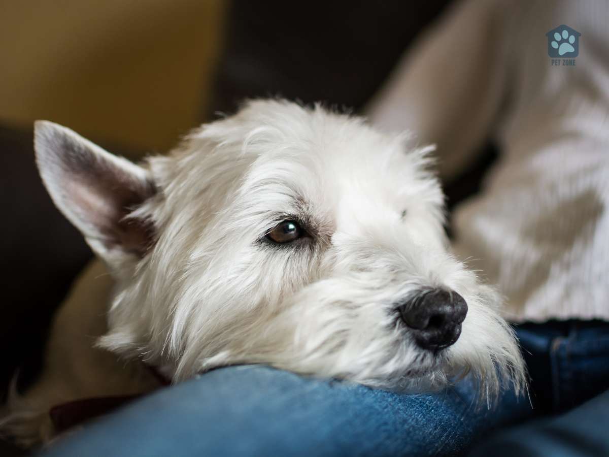 terrier resting chin on owners knee