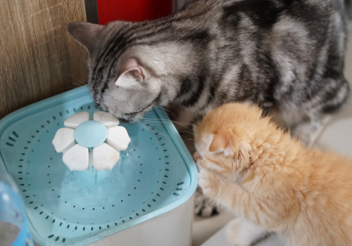 two cats drinking from a water fountain