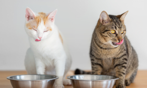 How to Keep Cats from Eating Each Other’s Food