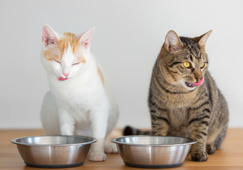 How to Keep Cats from Eating Each Other’s Food